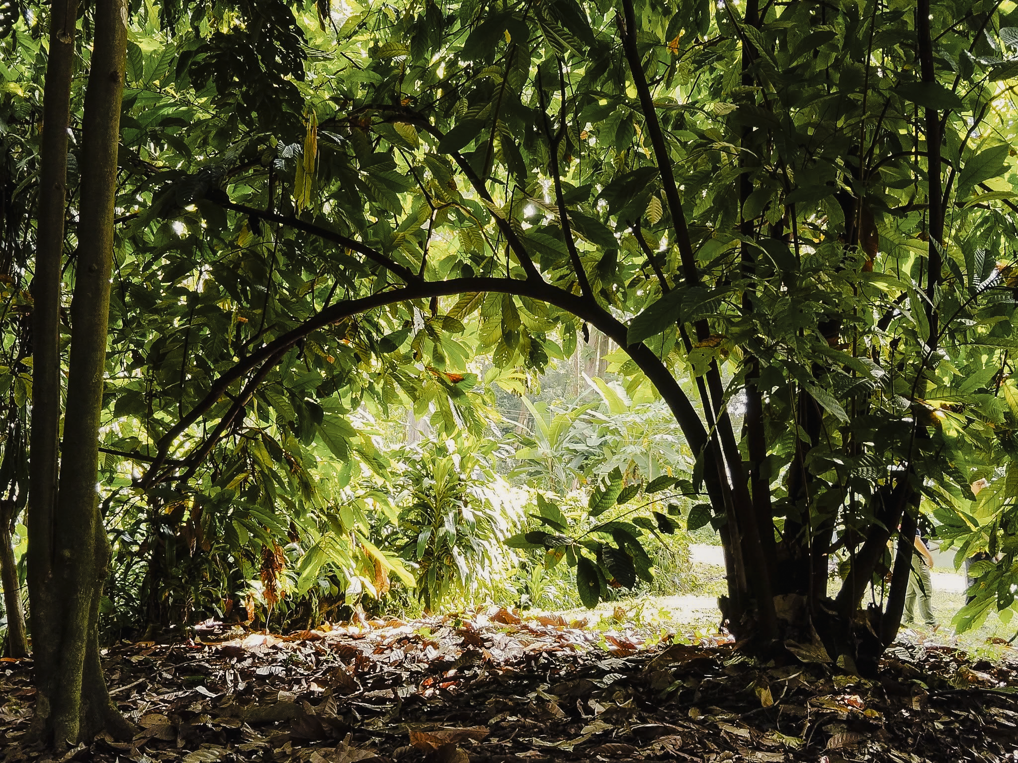 Old cacao tree forming a natural archway in the jungle, creating a portal-like frame of branches and leaves