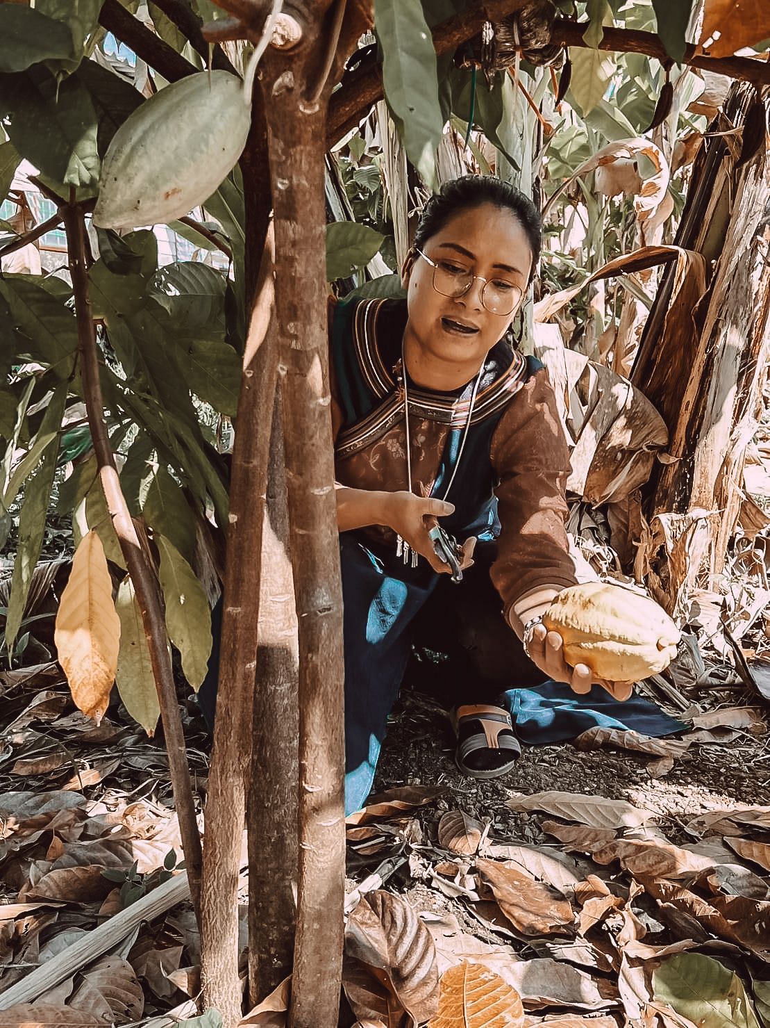 Lisu woman kneeling beside a cacao tree in her mountain garden in northern Thailand