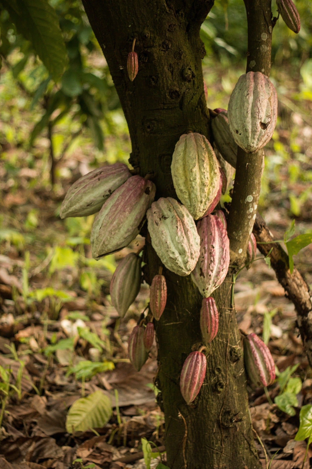 Rose-coloured cacao pods growing directly from the tree trunk in soft forest light, source of ceremonial cacao