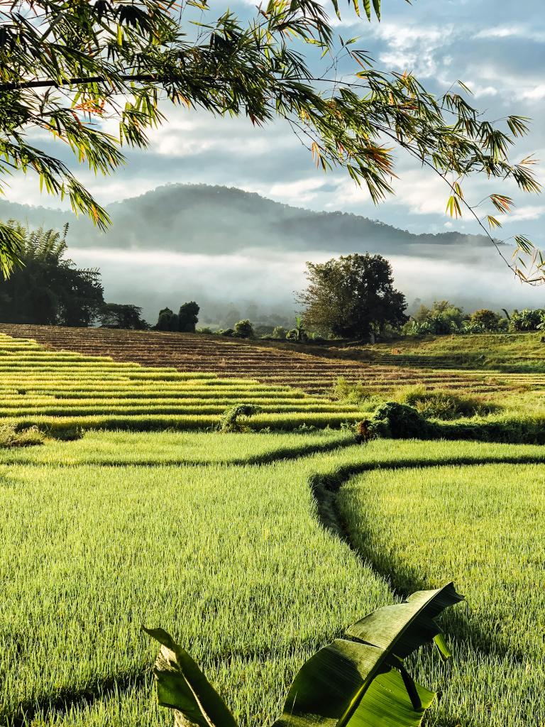 Misty morning rice fields in northern Thailand with mountains in the background under a clear sky