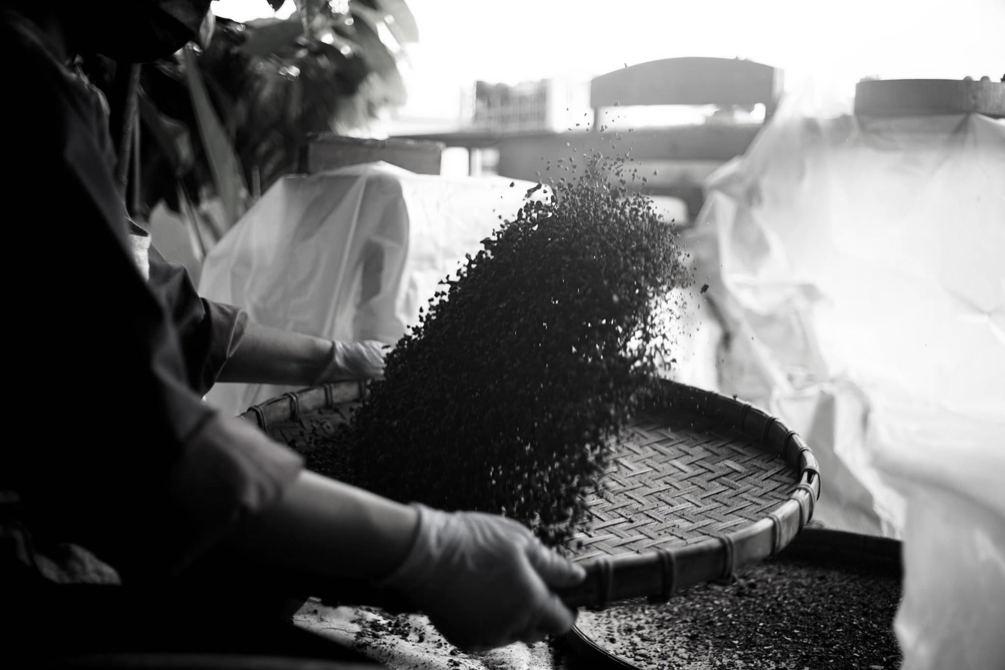 Black and white photo of cacao beans being winnowed in a woven Thai basket, captured mid-air during the traditional processing